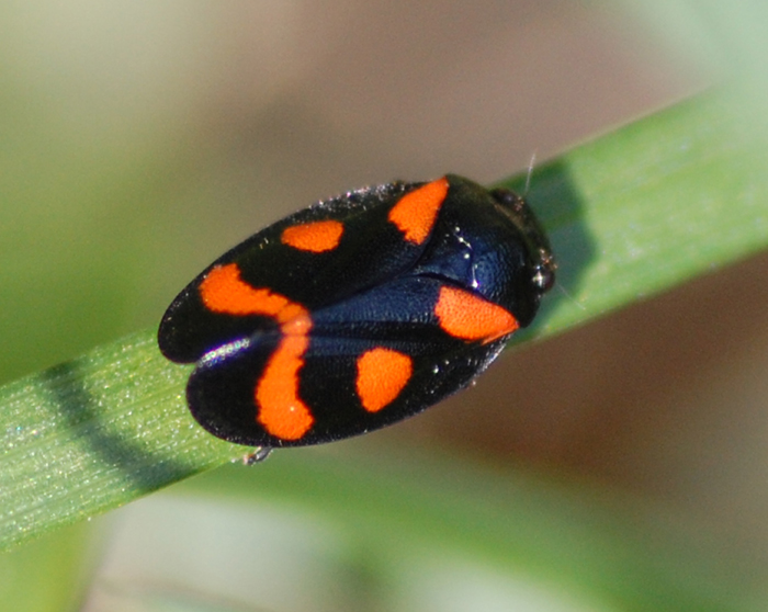 Incontro tra l''erba: Cercopis sanguinolenta